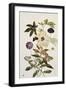 Milkweed, Poppy and Hibiscus with Butterflies and a Beetle-Thomas Robins Jr-Framed Giclee Print