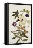 Milkweed, Poppy and Hibiscus with Butterflies and a Beetle-Thomas Robins Jr-Framed Stretched Canvas