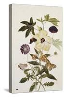 Milkweed, Poppy and Hibiscus with Butterflies and a Beetle-Thomas Robins Jr-Stretched Canvas