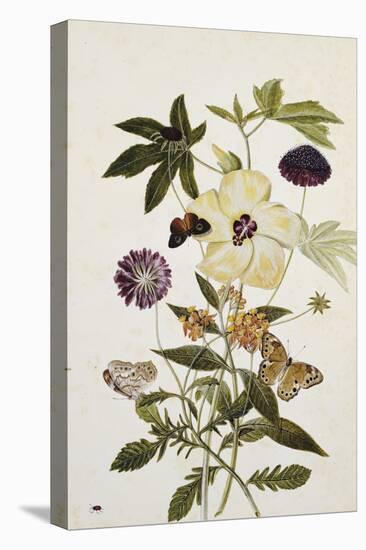 Milkweed, Poppy and Hibiscus with Butterflies and a Beetle-Thomas Robins Jr-Stretched Canvas
