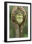 Milky tree frog looking out through hole in bark, Yasuni National Park, Orellana, Ecuador-Lucas Bustamante-Framed Photographic Print