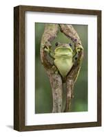 Milky tree frog looking out through hole in bark, Yasuni National Park, Orellana, Ecuador-Lucas Bustamante-Framed Photographic Print