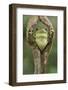 Milky tree frog looking out through hole in bark, Yasuni National Park, Orellana, Ecuador-Lucas Bustamante-Framed Photographic Print