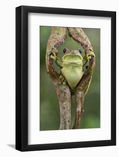 Milky tree frog looking out through hole in bark, Yasuni National Park, Orellana, Ecuador-Lucas Bustamante-Framed Photographic Print