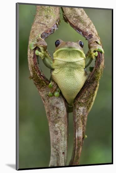 Milky tree frog looking out through hole in bark, Yasuni National Park, Orellana, Ecuador-Lucas Bustamante-Mounted Photographic Print