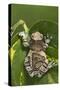 Milky Tree Frog on Leaf-null-Stretched Canvas