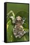 Milky Tree Frog on Leaf-null-Framed Stretched Canvas