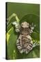 Milky Tree Frog on Leaf-null-Stretched Canvas