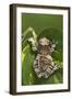 Milky Tree Frog on Leaf-null-Framed Photographic Print