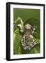 Milky Tree Frog on Leaf-null-Framed Photographic Print