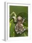 Milky Tree Frog on Leaf-null-Framed Photographic Print