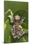 Milky Tree Frog on Leaf-null-Mounted Photographic Print