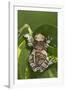 Milky Tree Frog on Leaf-null-Framed Photographic Print