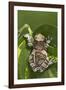 Milky Tree Frog on Leaf-null-Framed Photographic Print