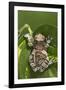 Milky Tree Frog on Leaf-null-Framed Photographic Print