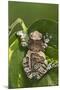 Milky Tree Frog on Leaf-null-Mounted Photographic Print