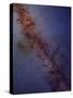 Milky Way Galaxy-Stocktrek Images-Stretched Canvas
