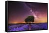 Milky Way over a lavender field in Guadalajara province, Spain, Europe-David Rocaberti-Framed Stretched Canvas