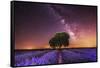 Milky Way over a lavender field in Guadalajara province, Spain, Europe-David Rocaberti-Framed Stretched Canvas