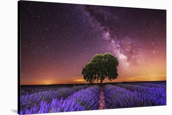 Milky Way over a lavender field in Guadalajara province, Spain, Europe-David Rocaberti-Stretched Canvas