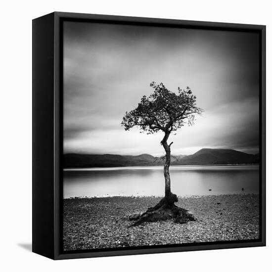 Millarrochy Tree-Nina Papiorek-Framed Stretched Canvas
