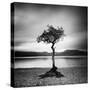 Millarrochy Tree-Nina Papiorek-Stretched Canvas