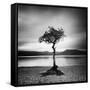 Millarrochy Tree-Nina Papiorek-Framed Stretched Canvas