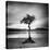 Millarrochy Tree-Nina Papiorek-Stretched Canvas