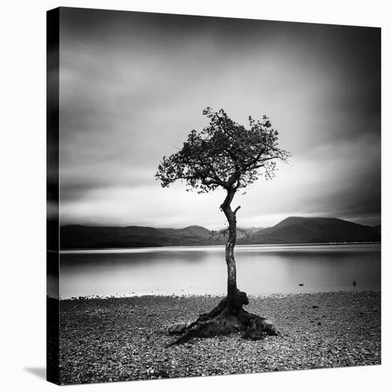 Millarrochy Tree-Nina Papiorek-Stretched Canvas