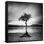 Millarrochy Tree-Nina Papiorek-Framed Stretched Canvas