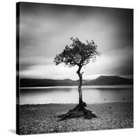 Millarrochy Tree-Nina Papiorek-Stretched Canvas