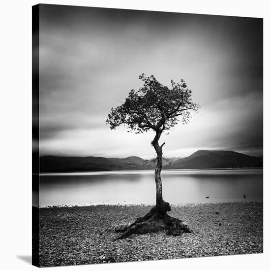 Millarrochy Tree-Nina Papiorek-Stretched Canvas