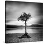 Millarrochy Tree-Nina Papiorek-Stretched Canvas