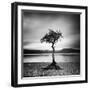 Millarrochy Tree-Nina Papiorek-Framed Premium Photographic Print