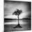 Millarrochy Tree-Nina Papiorek-Mounted Premium Photographic Print