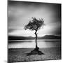Millarrochy Tree-Nina Papiorek-Mounted Premium Photographic Print