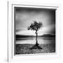 Millarrochy Tree-Nina Papiorek-Framed Photographic Print