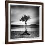 Millarrochy Tree-Nina Papiorek-Framed Photographic Print