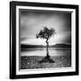 Millarrochy Tree-Nina Papiorek-Framed Photographic Print