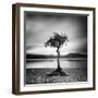 Millarrochy Tree-Nina Papiorek-Framed Photographic Print