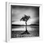 Millarrochy Tree-Nina Papiorek-Framed Photographic Print