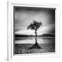 Millarrochy Tree-Nina Papiorek-Framed Photographic Print