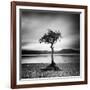 Millarrochy Tree-Nina Papiorek-Framed Photographic Print