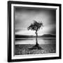 Millarrochy Tree-Nina Papiorek-Framed Photographic Print