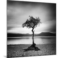 Millarrochy Tree-Nina Papiorek-Mounted Photographic Print