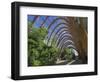 Millennium Winter Gardens, Sheffield, Yorkshire, England, United Kingdom-Neale Clarke-Framed Photographic Print