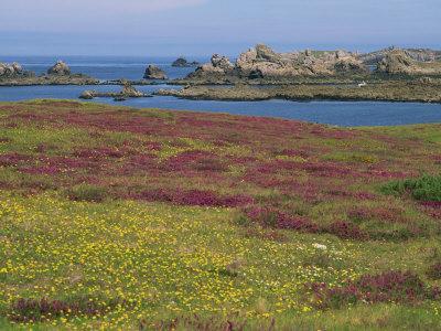 Wild Flowers on the Shore and the Rocky Coast of the Ile D'Ouessant, Finistere, Brittany, France
