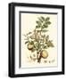 Miller's Bounty II-John Miller-Framed Art Print