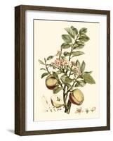 Miller's Bounty II-John Miller-Framed Art Print