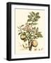 Miller's Bounty II-John Miller-Framed Art Print